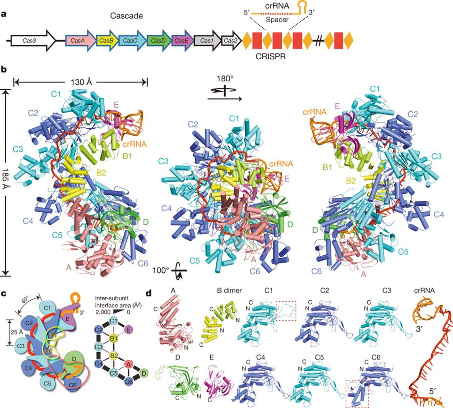 Reveal the Secret of Immune System Structure of E. Coil, Associate Professor of Department of Biology of SUSTC Wei Zhiyi Releases Achievements in the Nature