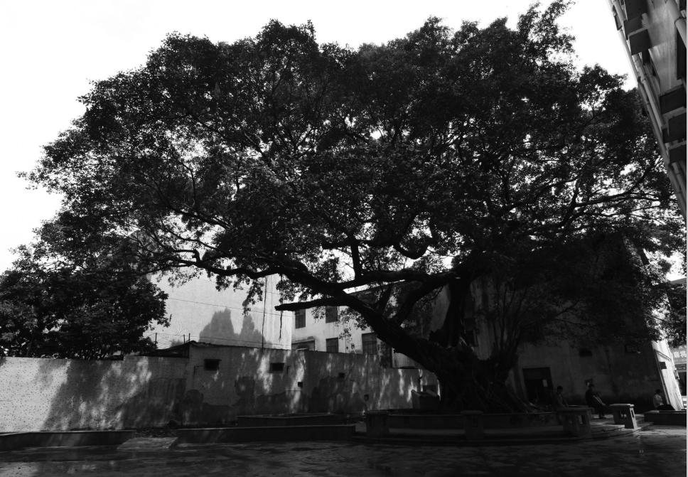 SUSTC in the Community: The History of Fuguang Village