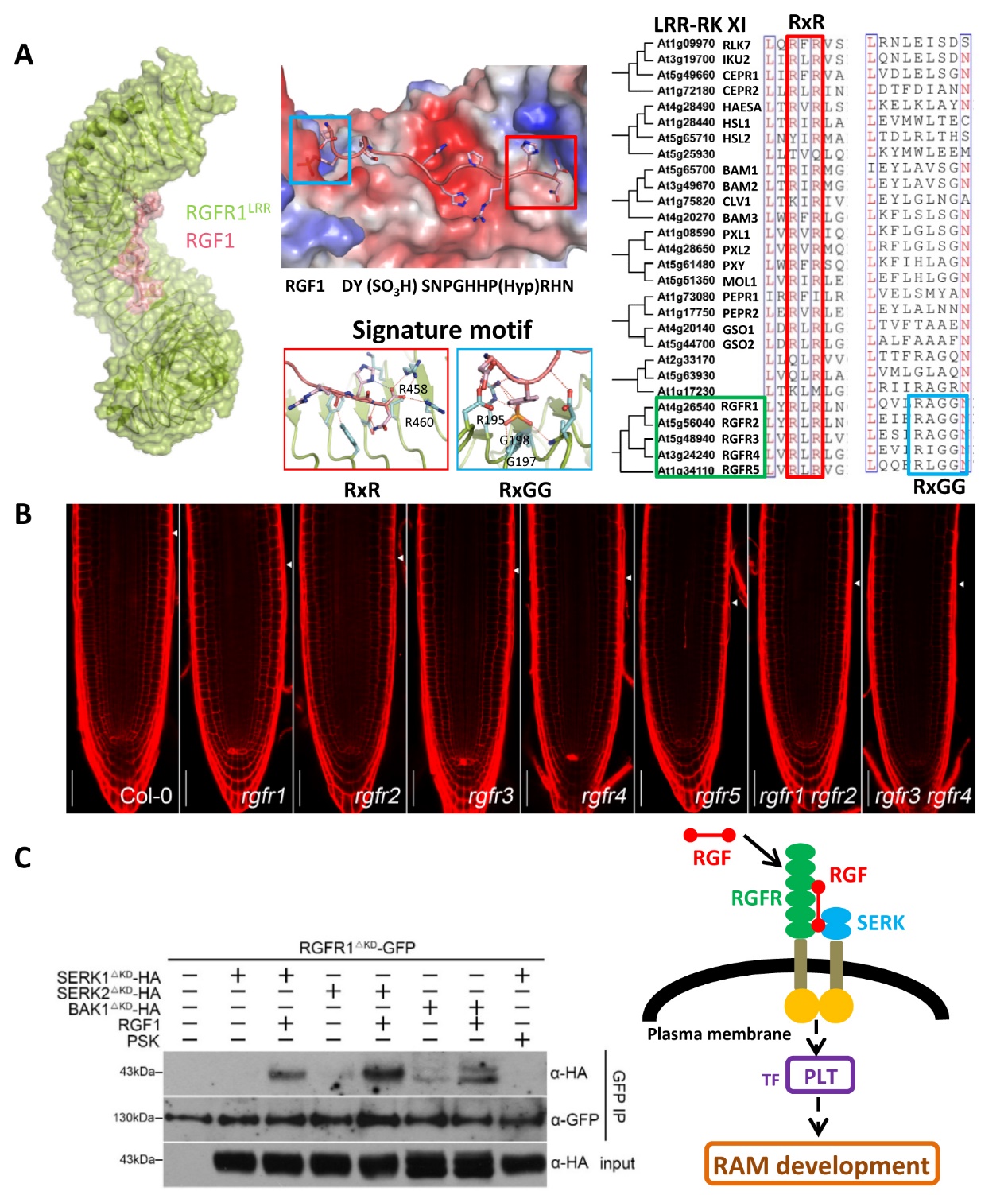 Cell Research Online Reported New Discovery by Prof. Hongwei Guo’s Group at Biology Department