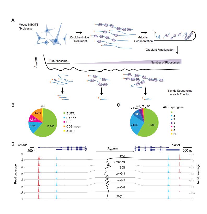 Research Group of Wei Chen published cover story in Molecular Systems Biology