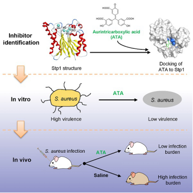 Latest Research Results of a SUSTech Research Group Published on Cell Chemical Biology