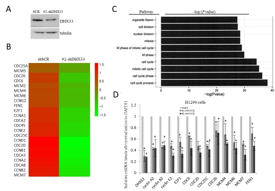 Zhang Yandong and Zhong Hanbing Research Group of SUSTech Publishes Research Paper in Molecular and Cellular Biology