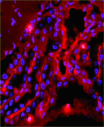 SUSTech Professor Sheng Tao HOU’s Research Group Publishes Studies on Novel Functions of a Phytohormone in Animal Brains