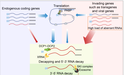 Hongwei Guo Research Group of SUSTech Gets Published in Current Opinion in Plant Biology