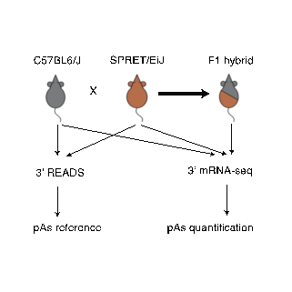 Research Group of Wei Chen Publishes a Study on Molecular Systems Biology