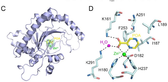 Nature Communications Online Reports New Ethylene Biosynthesis Inhibitor by Prof. Hongwei Guo