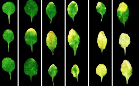 SUSTech Professor Guo Hongwei’s Research on plant senescence regulation published in “Plant Cell” Journal