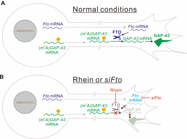 SUSTech Professor Sheng-Jian Ji’s Research on New Mechanism of m6A on Axonal Local Translation Published in “Nucleic Acids Research” Journal