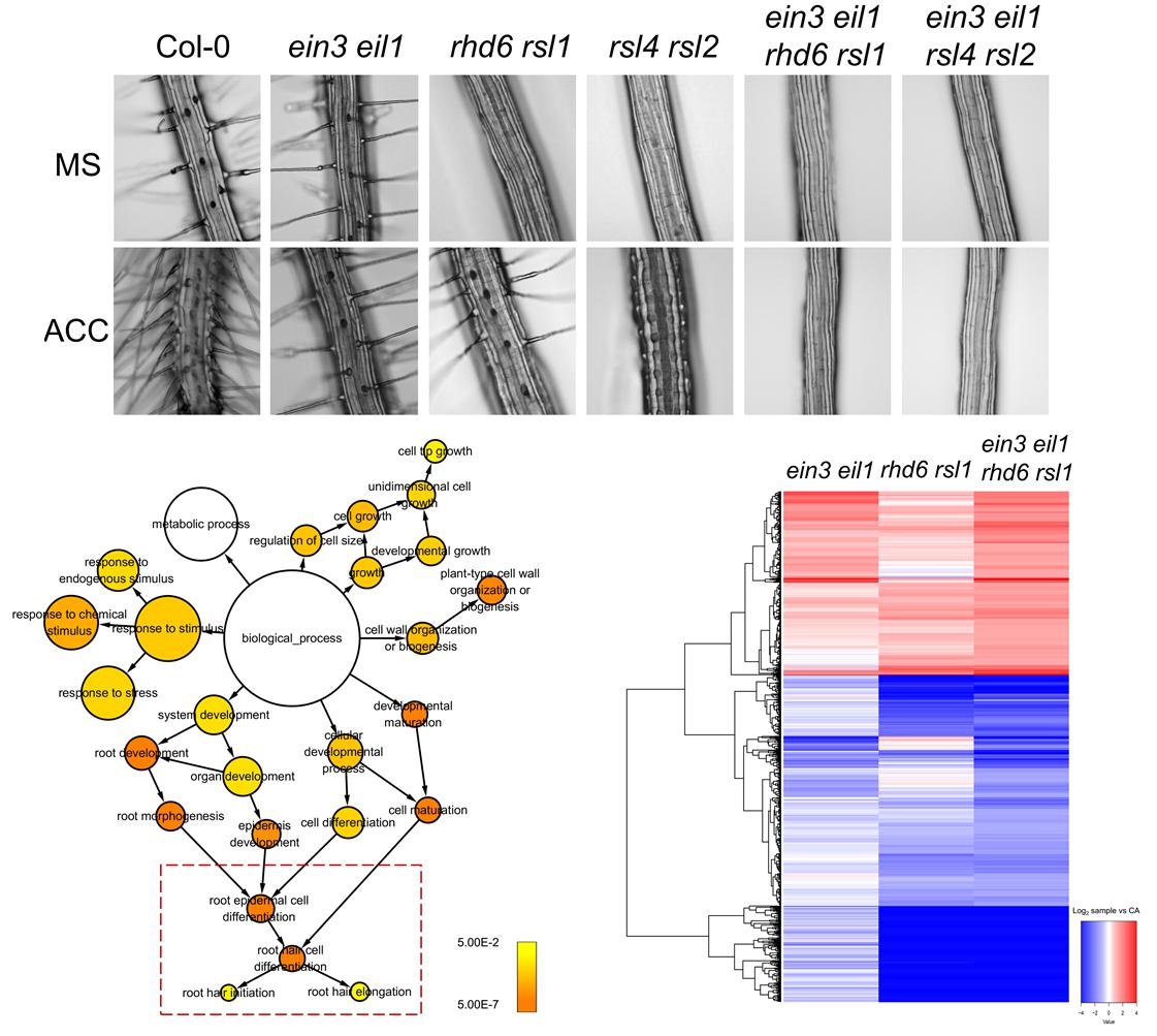 Professor Hongwei Guo’s Research on Plant Root Hair Growth Regulation Published on PNAS