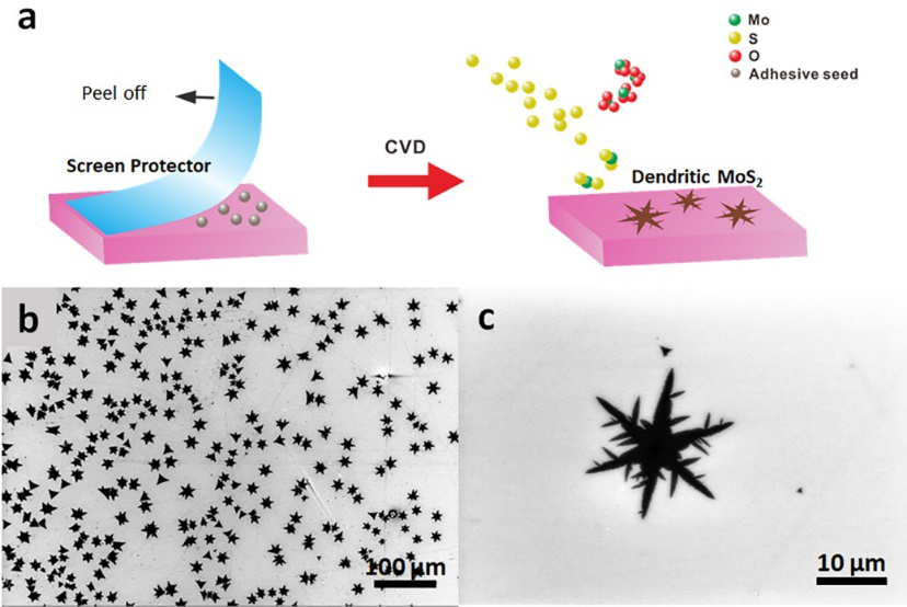 SUSTech Professor Chun Cheng’s Research on Two-dimensional Materials Published on ACS Nano