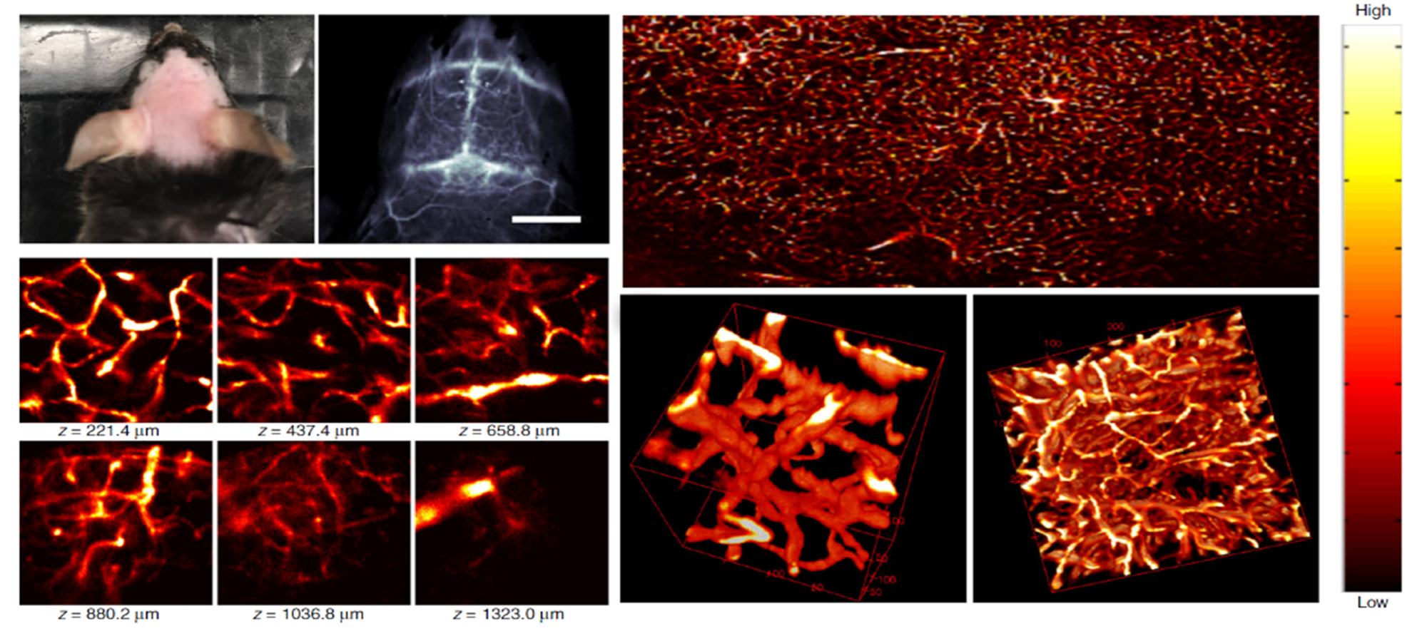 Yongye Liang Reported Progress on NIR-II