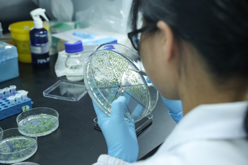 Professor Deng Xingwang’s Team Published in Plant Cell on Plant Photomorphogenesis
