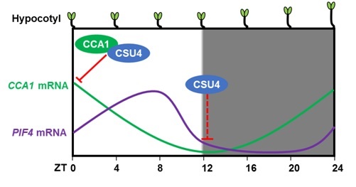 SUSTech Professor Xing Wang Deng’s Research on photomorphogenesis published in “PNAS” Journal