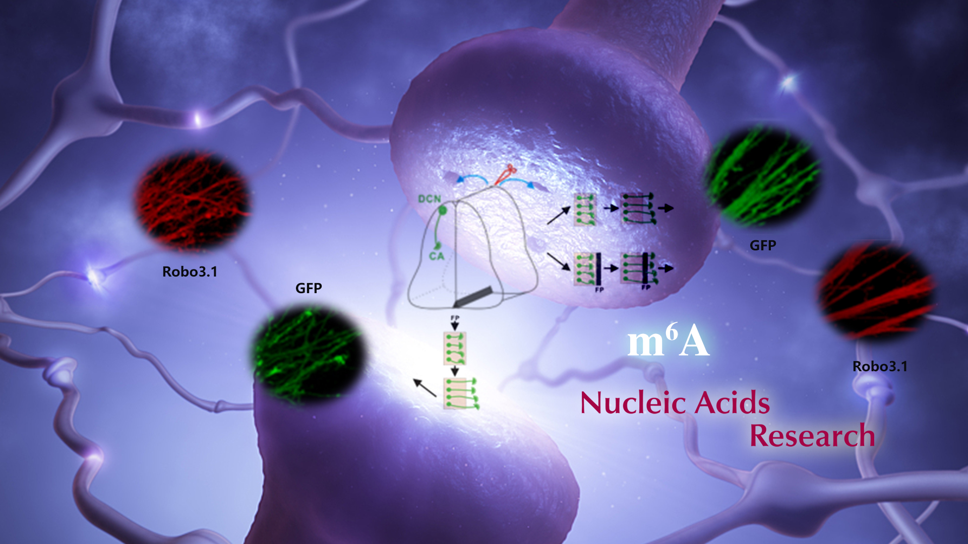 m6A study could lead to better understanding of axon guidance