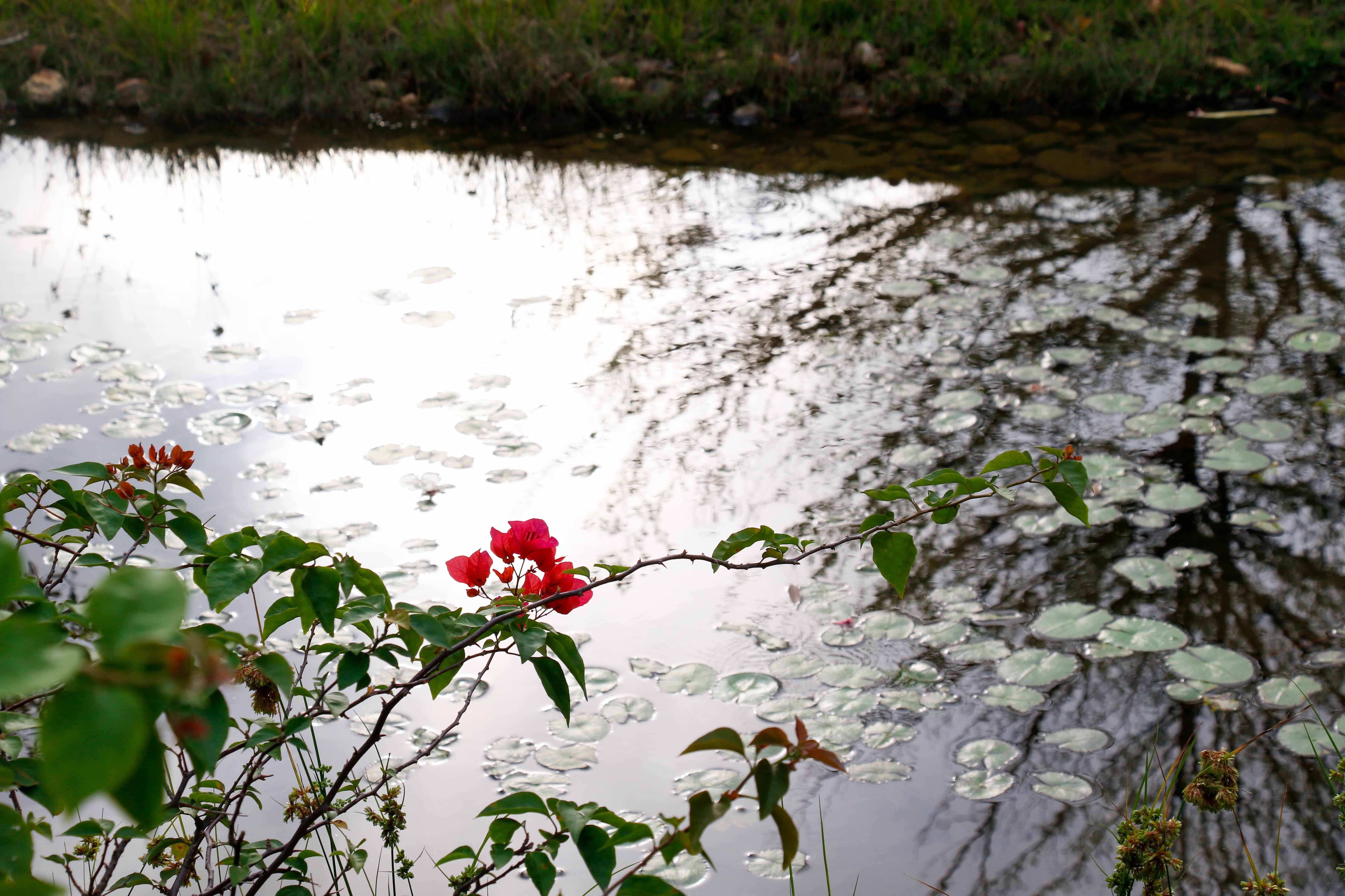 Blossoms of the New Lunar Year