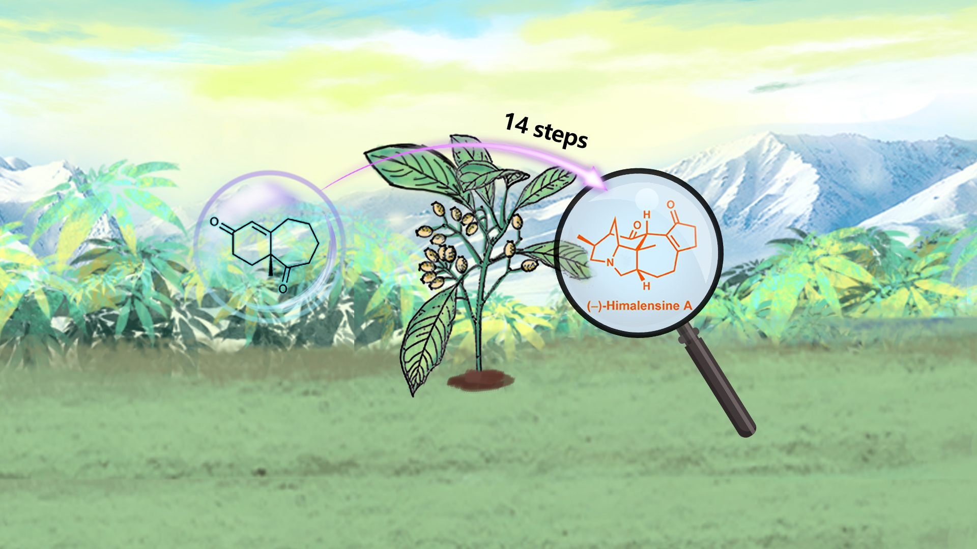 Synthesis of natural alkaloids becomes more efficient under SUSTech research