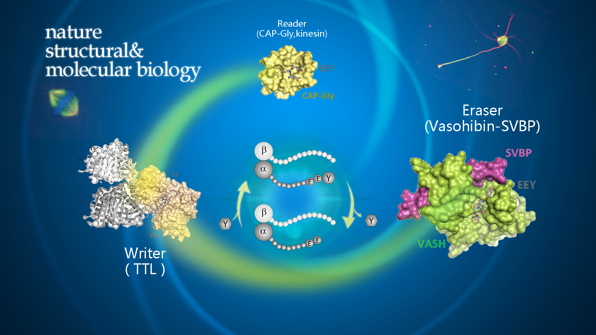 Drug development opportunities improved under SUSTech led research