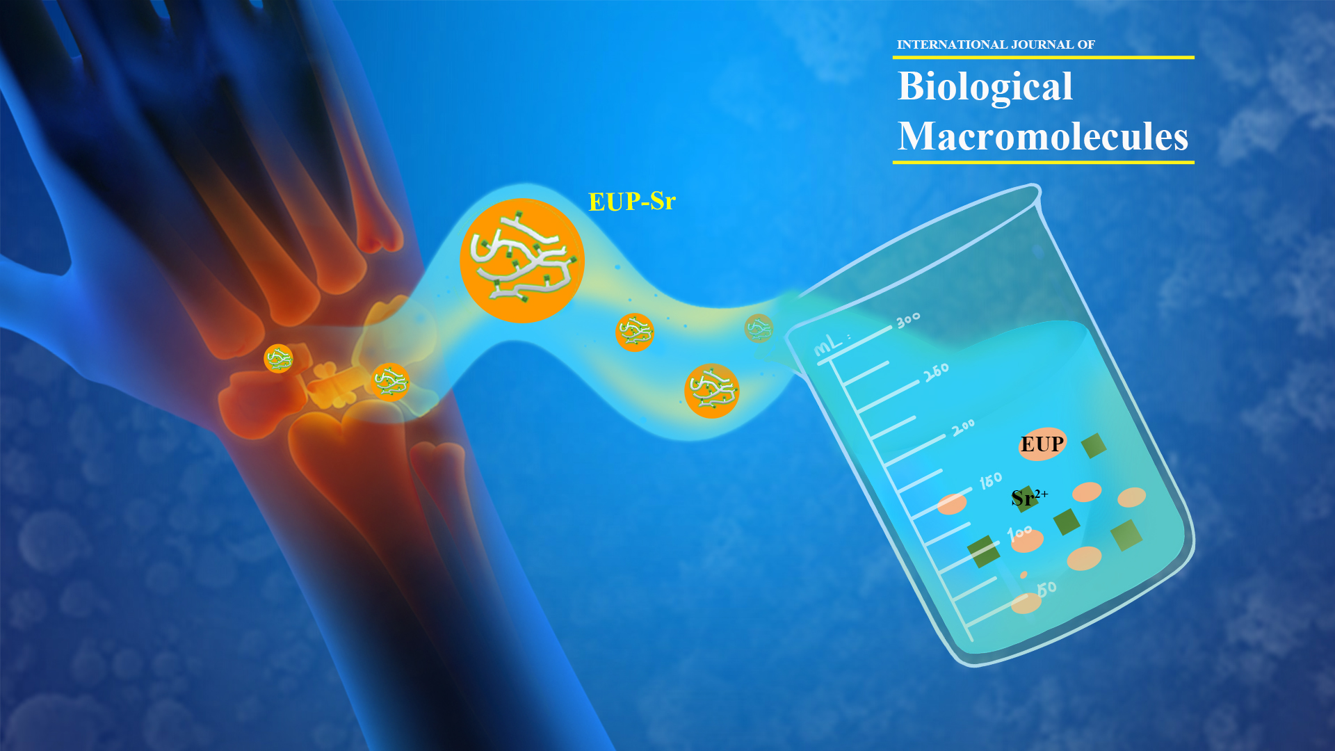 SUSTech undergrad finds new approach to bone regeneration with some Chinese herbs