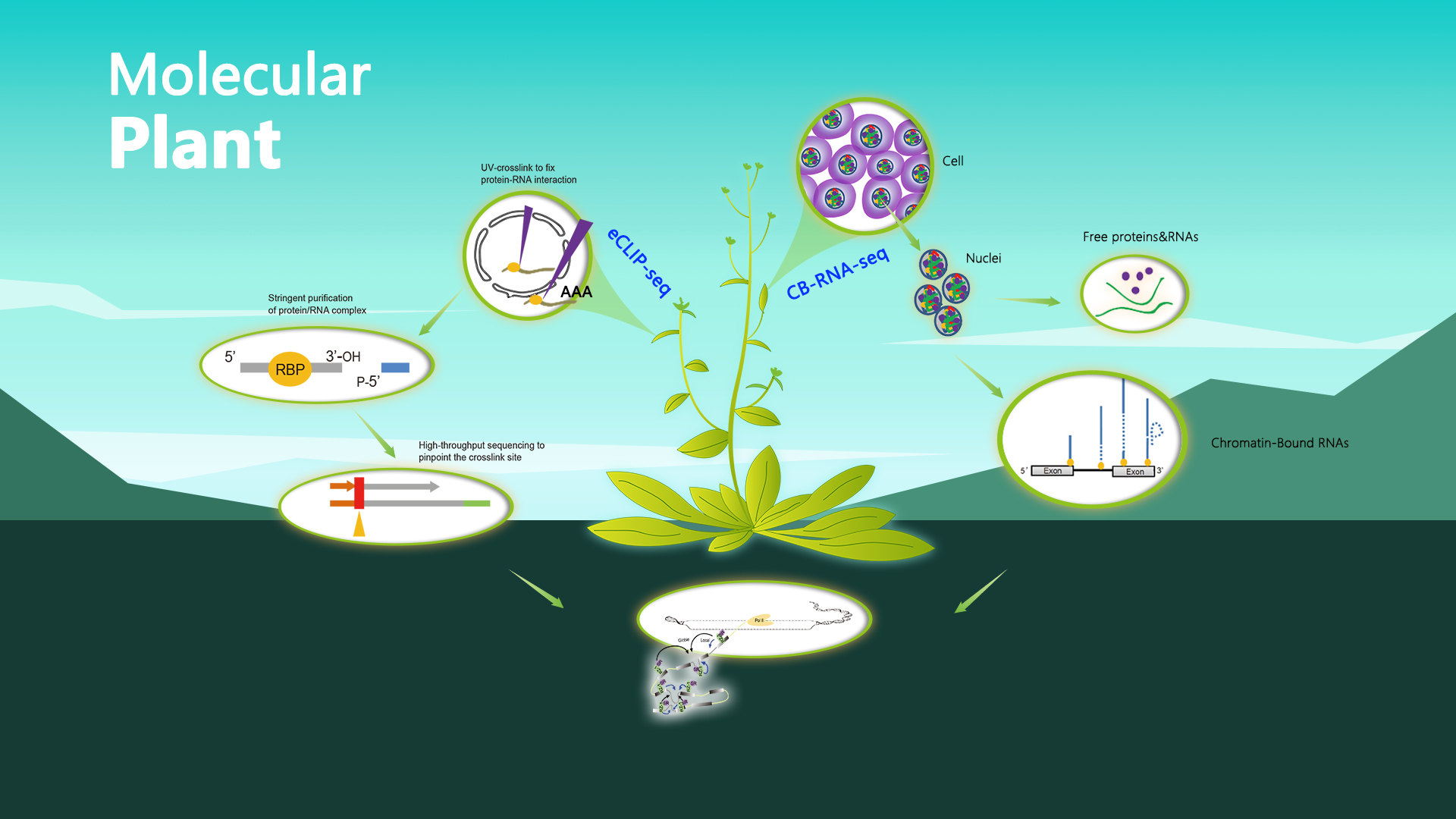 Long term food security closer through improved understanding of gene regulation