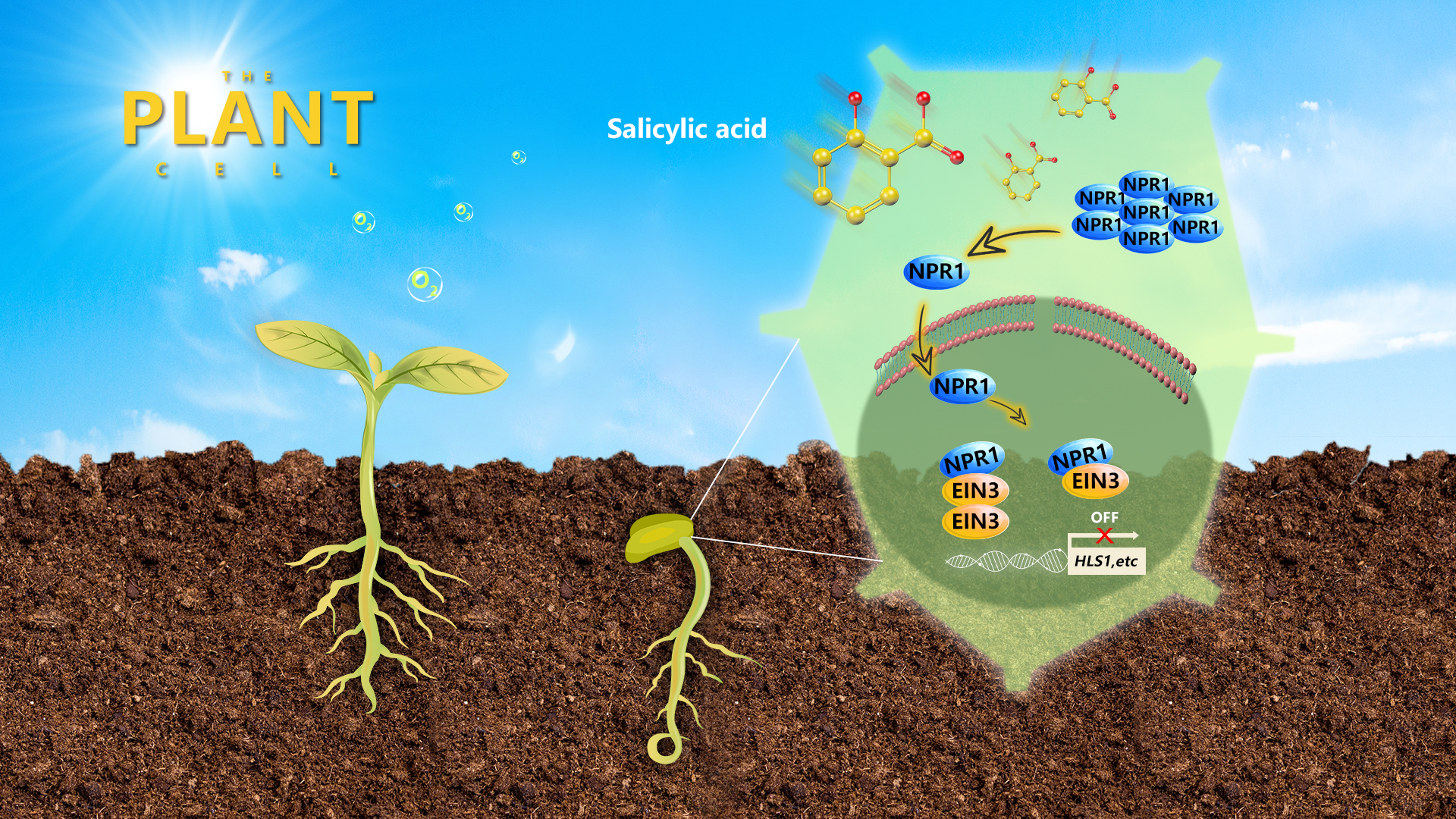 Increased crop yields result from hormone regulation