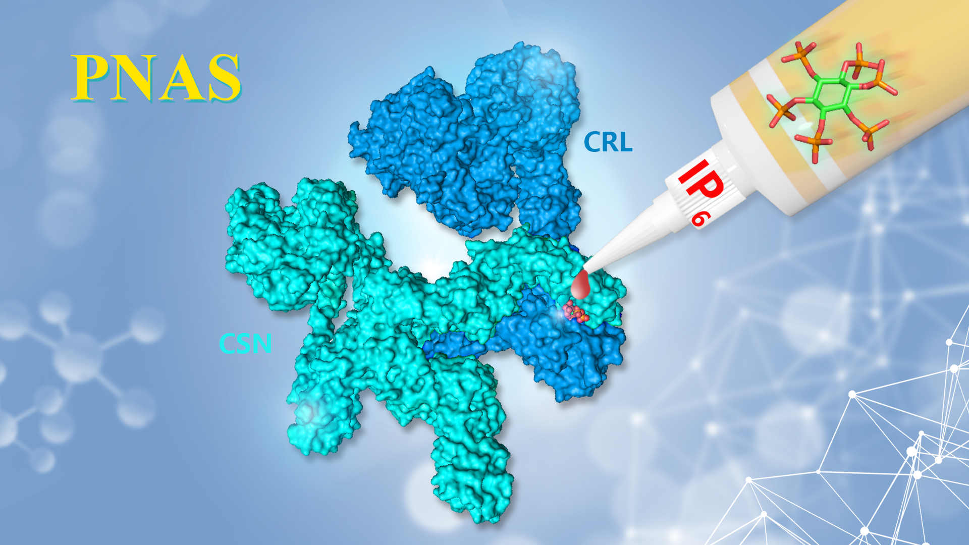 New targets for cancer treatment identified