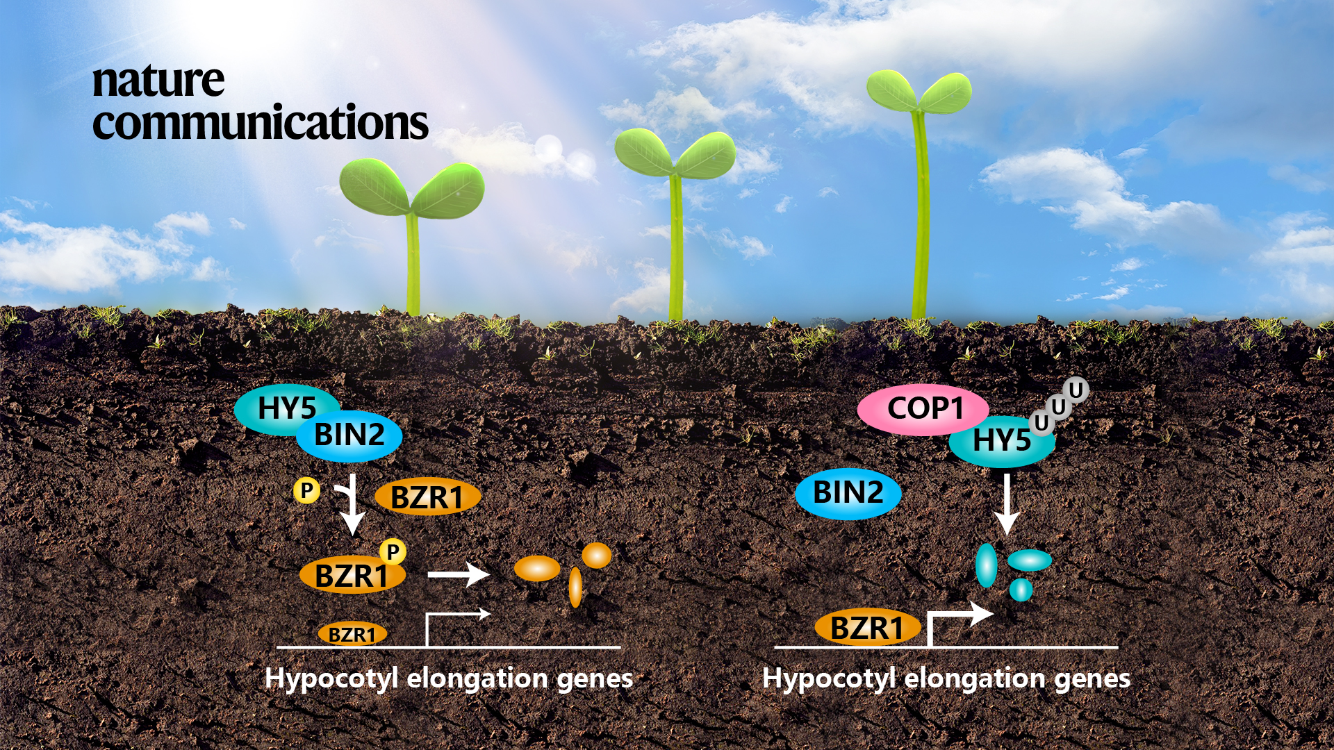 SUSTech researchers find unique function for light-based growth-promoting protein