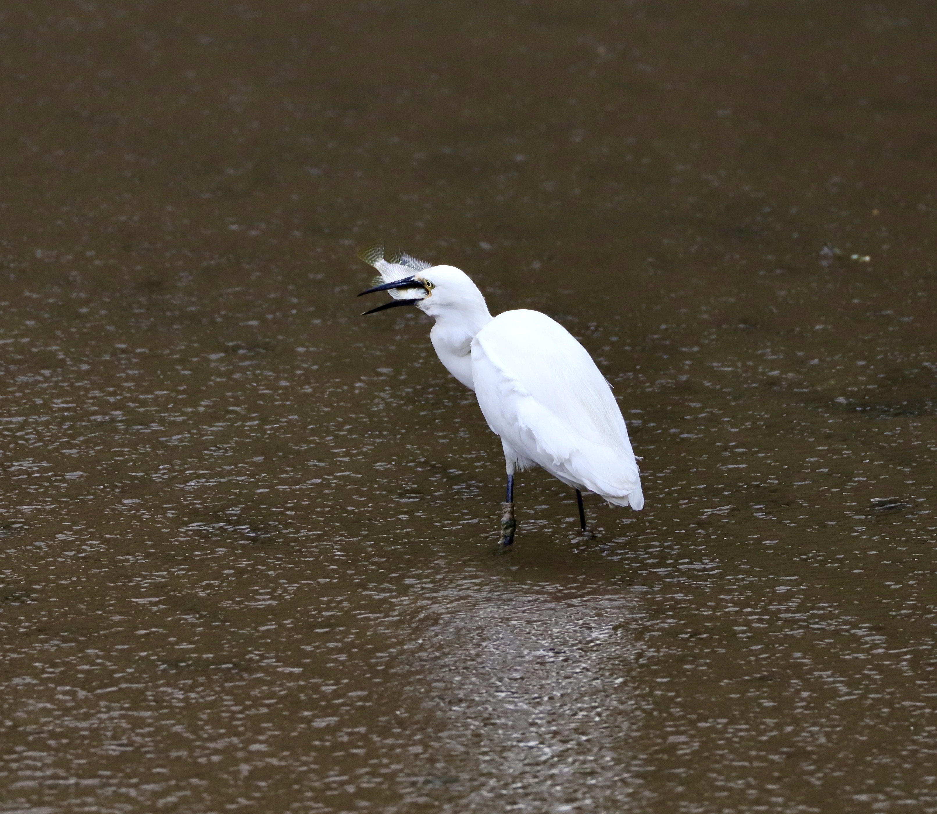 Birds of SUSTech fill campus with song