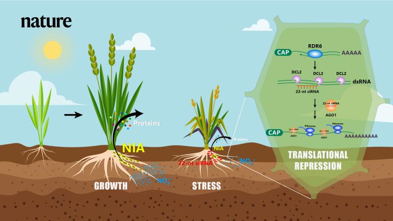 A novel RNA interference mechanism dictates plant response to external stress