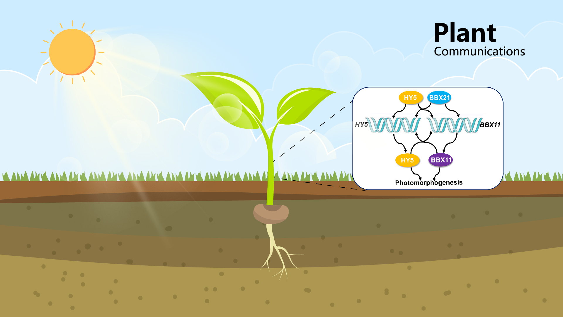 SUSTech researchers find new mechanism of light signaling transduction