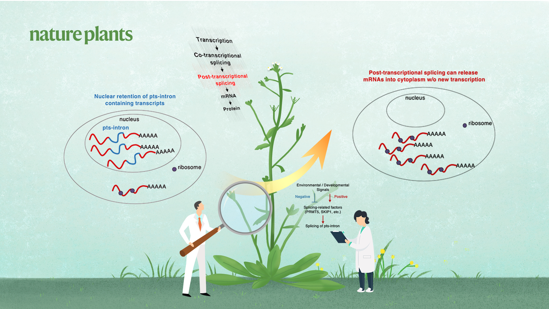 SUSTech researchers develop novel technique to understand RNA processing in plants