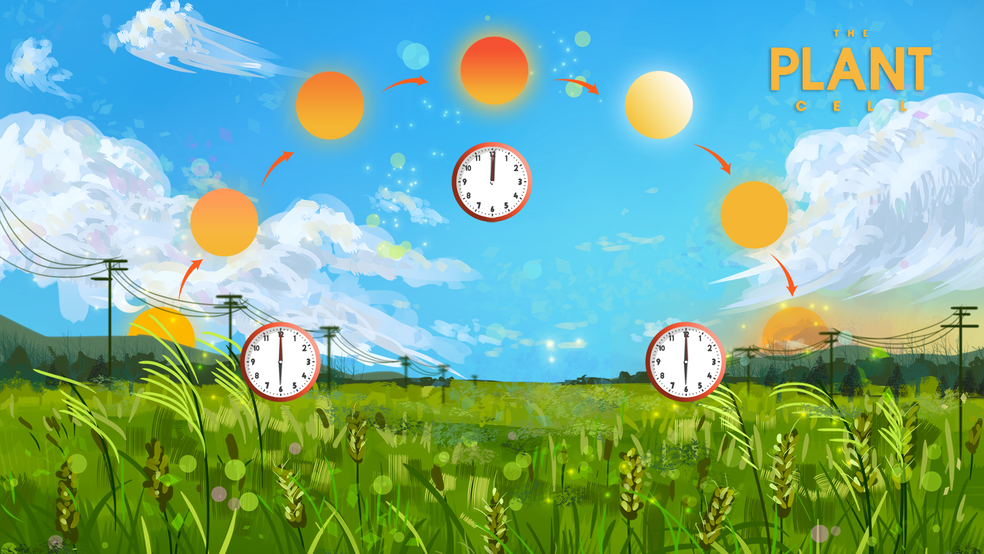 Novel mechanism found, showing how plants grow using circadian clock