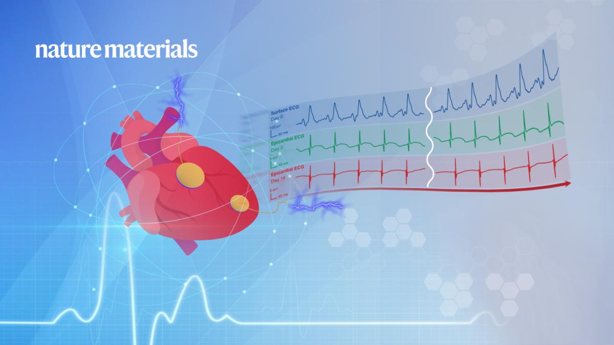 E-bioadhesive interface enables stable bidirectional bioelectronic communications