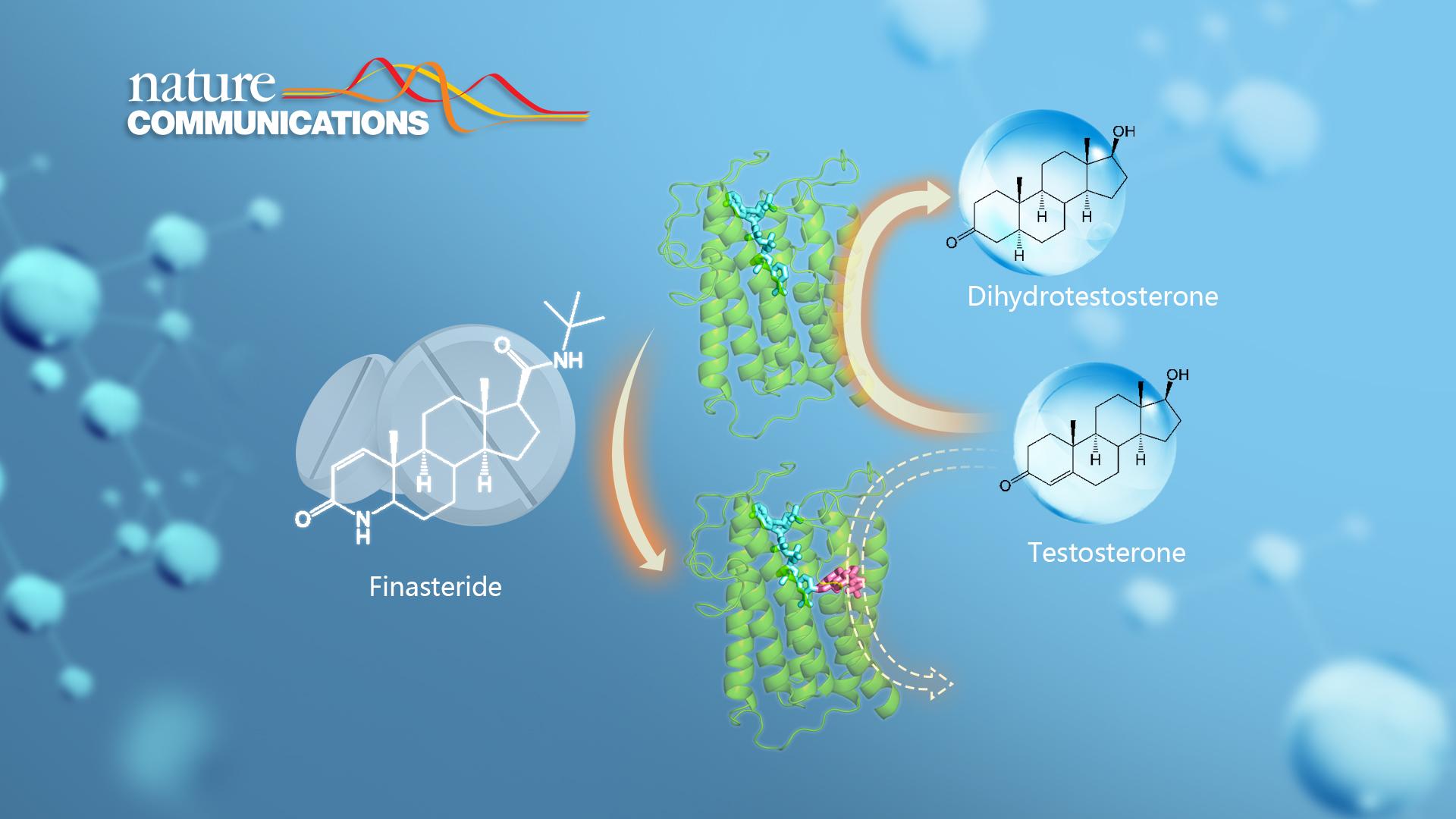 SUSTech researchers reveal the mechanism of finasteride-targeted enzyme for the treatment of hair loss and prostate hyperplasia