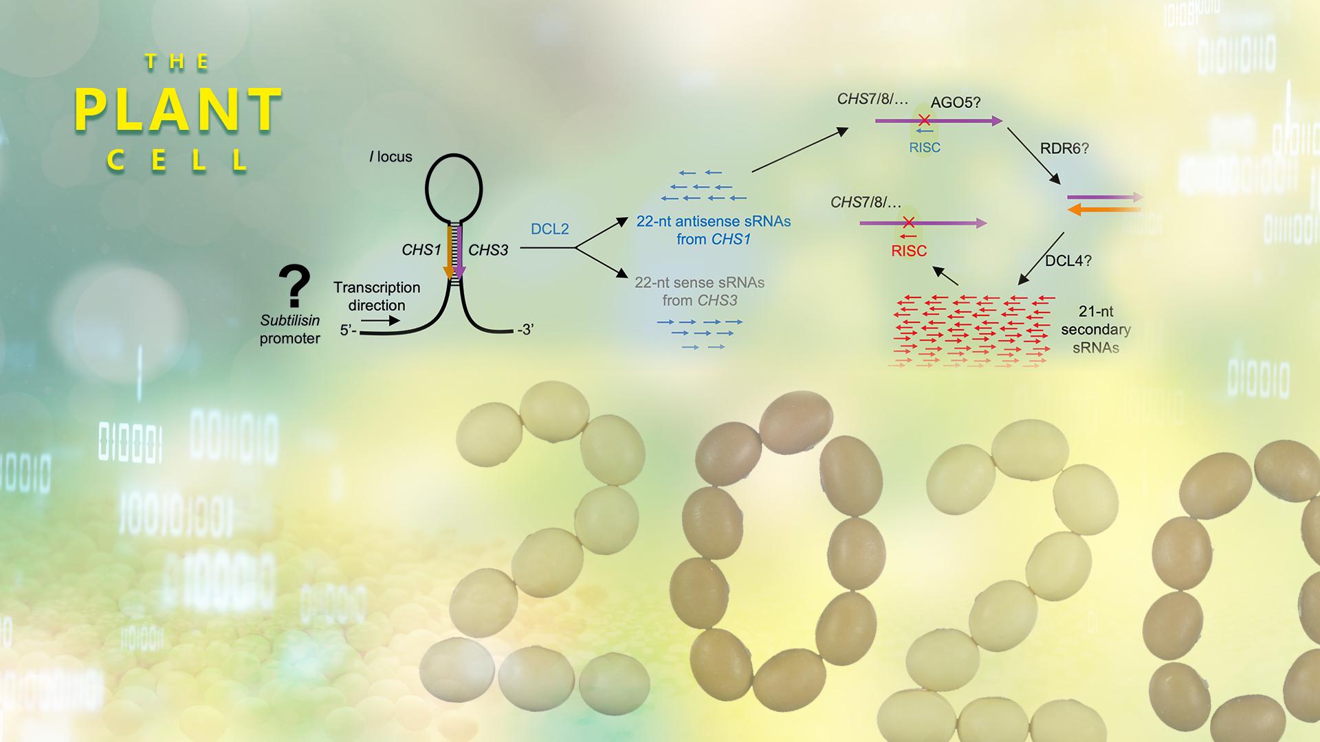 SUSTech researchers reveal the biogenesis and function mechanisms of 22-nt siRNA