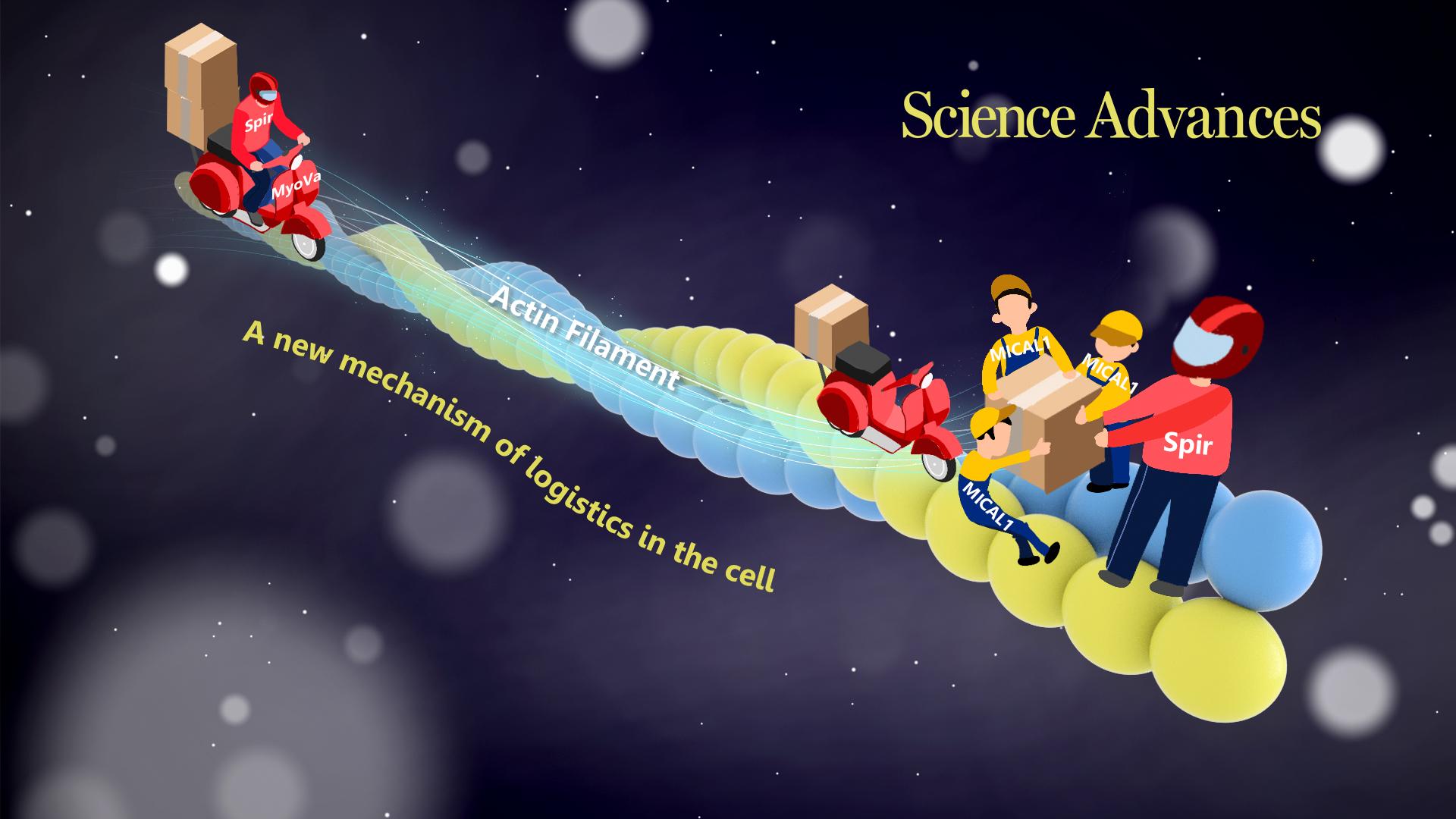 SUSTech researchers reveal a novel mechanism of intracellular logistics