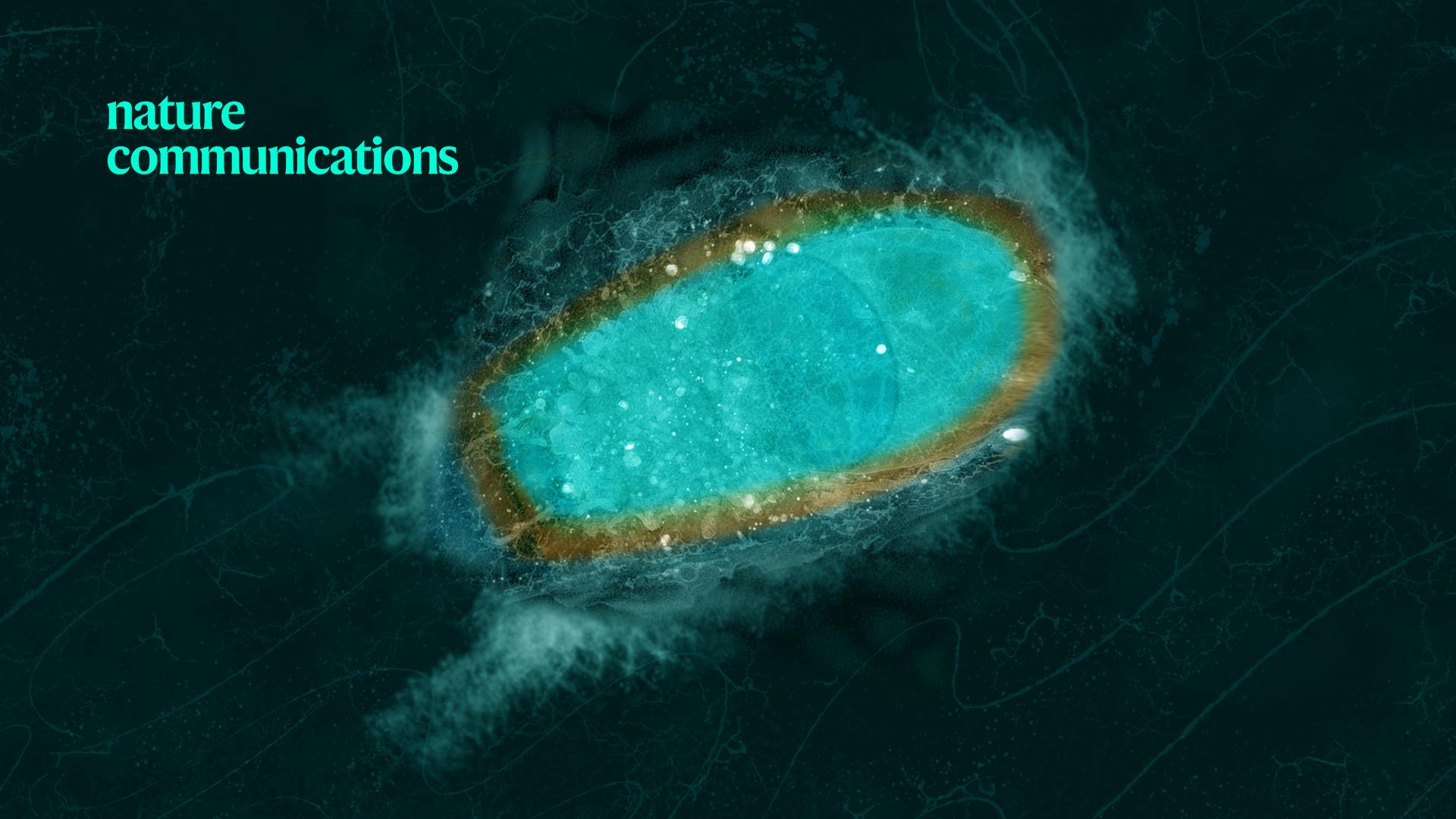 SUSTech researchers create super-resolution “street view” of intracellular organelles’ interactions