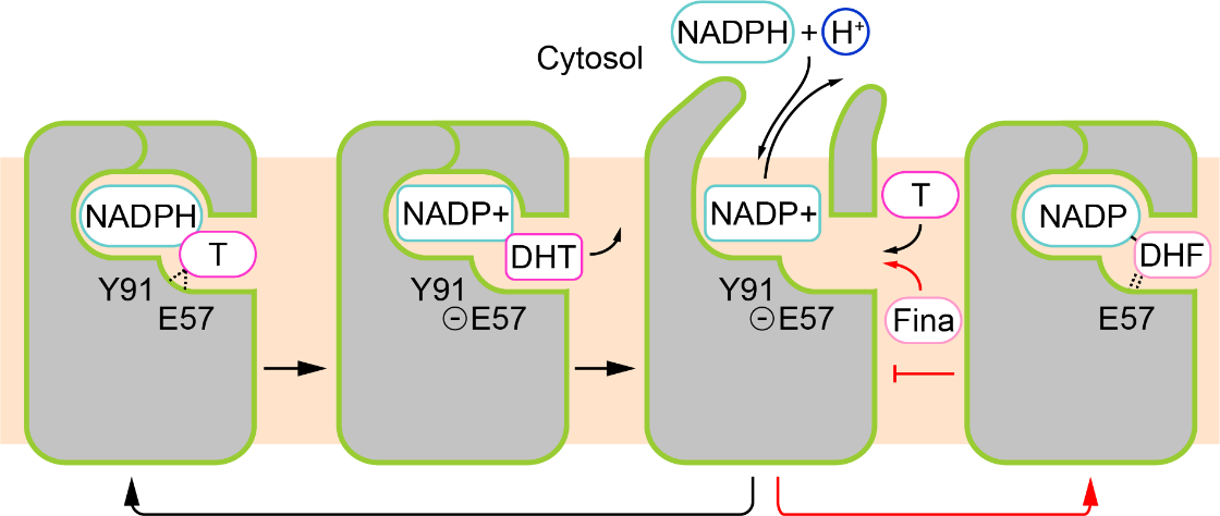 SUSTech researchers reveal the mechanism of finasteridetargeted enzyme