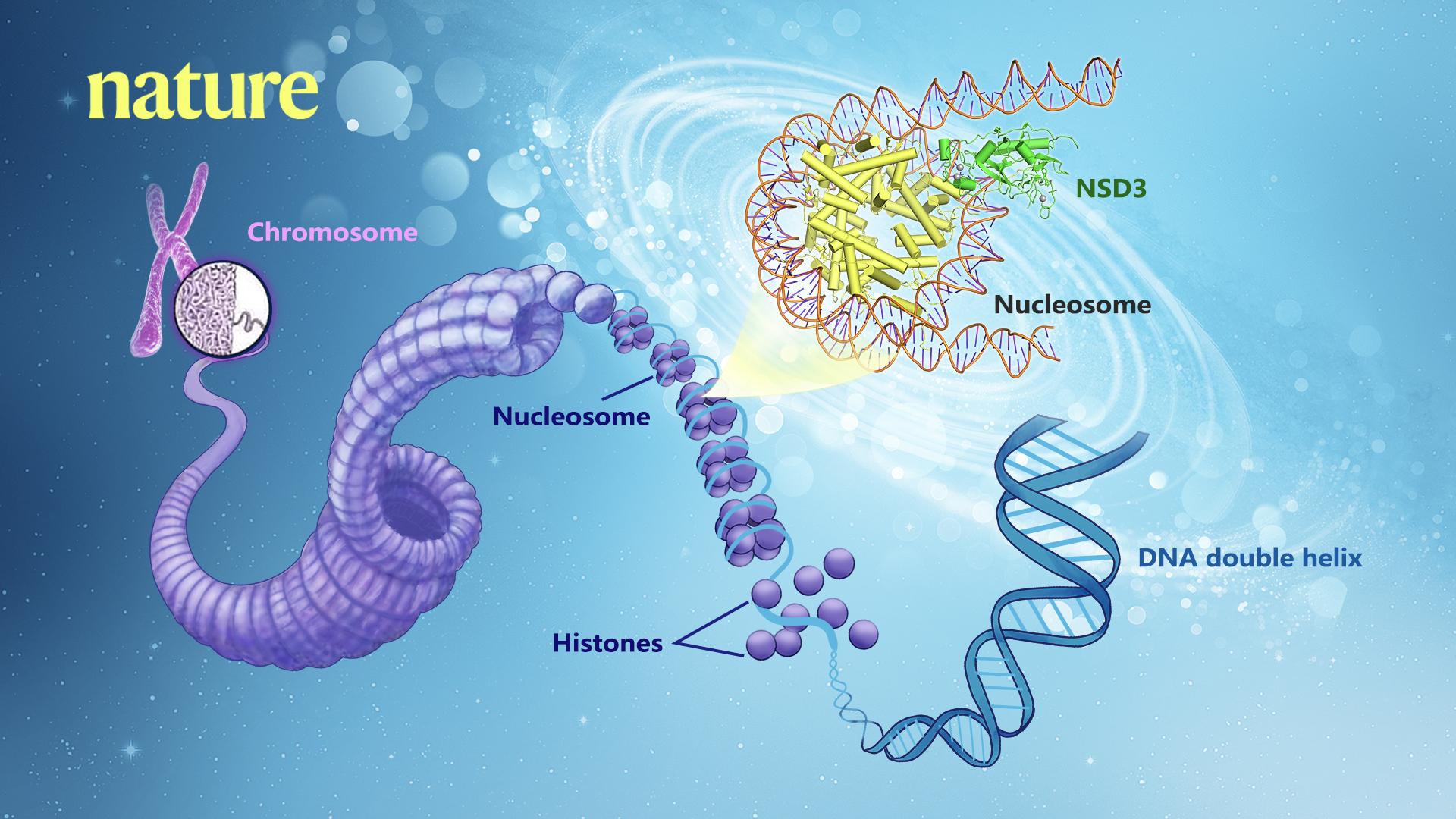 SUSTech researchers reveal the first cryo-EM structures of NSD2 and NSD3 in complex with nucleosome