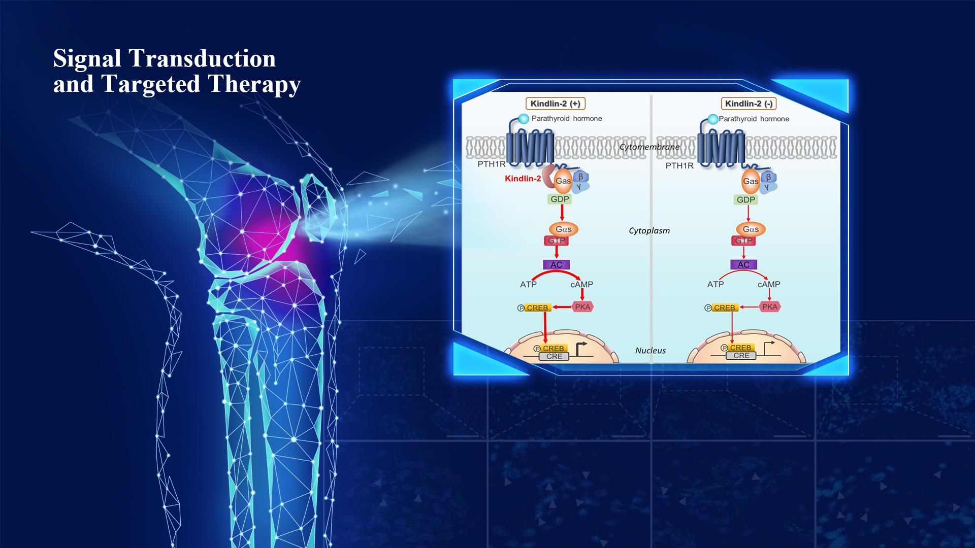 SUSTech Professor Guozhi Xiao discovers a new mechanism of bone homeostasis regulation