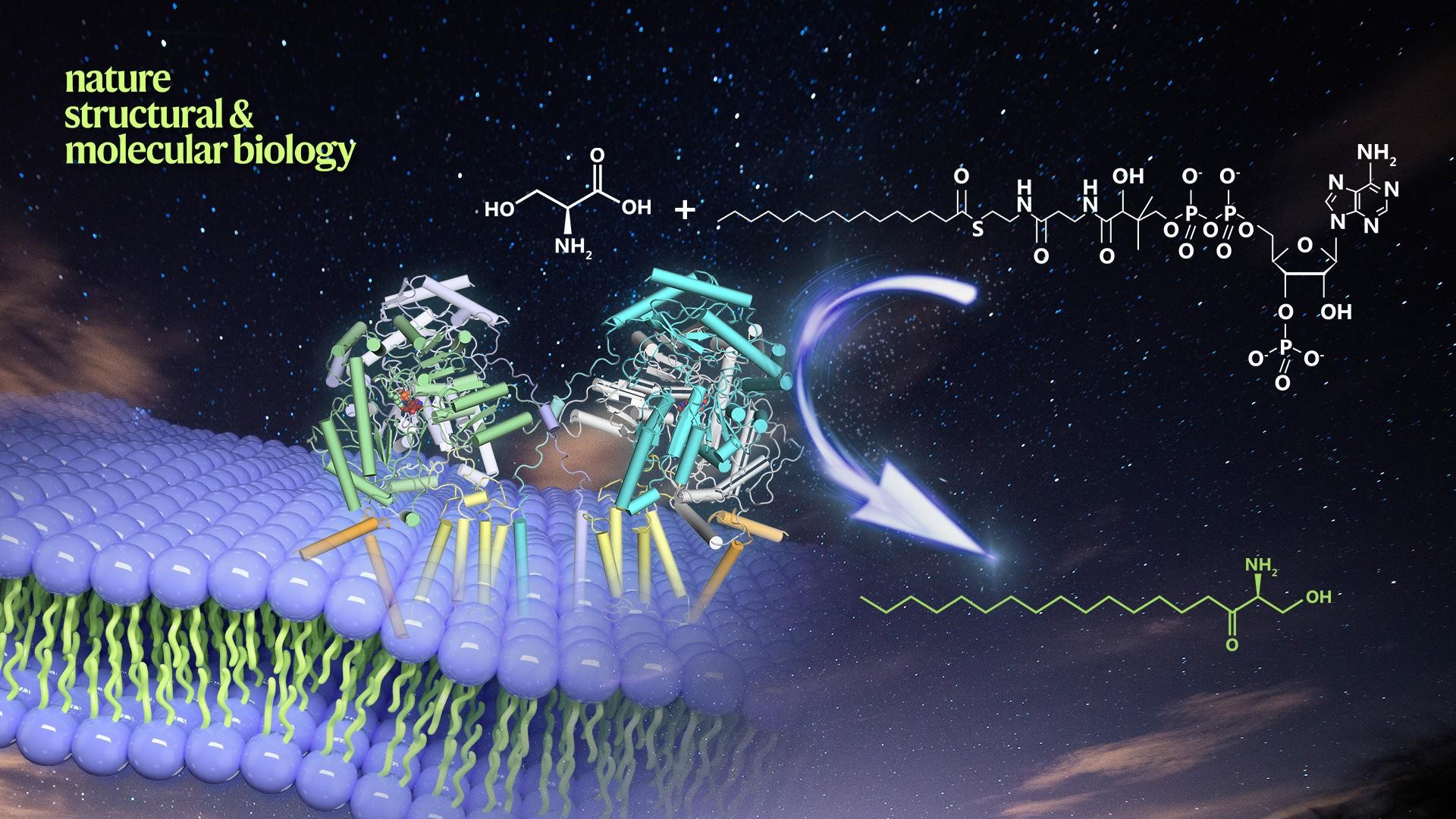 SUSTech uncovers the assembly and substrate selectivity of human SPT-ORMDL3 complex in sphingolipid biosynthesis