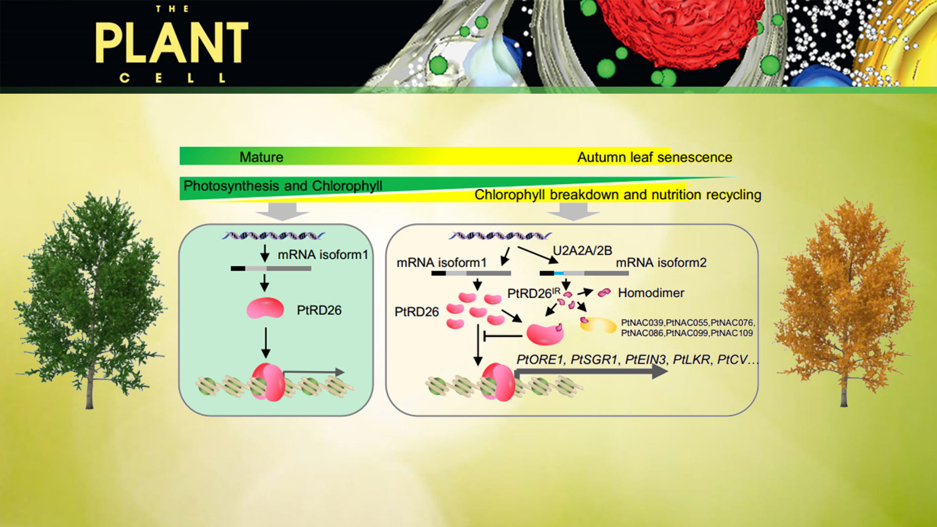 SUSTech Hongwei Guo’s group reveals new regulation mechanism of leaf senescence in Populus