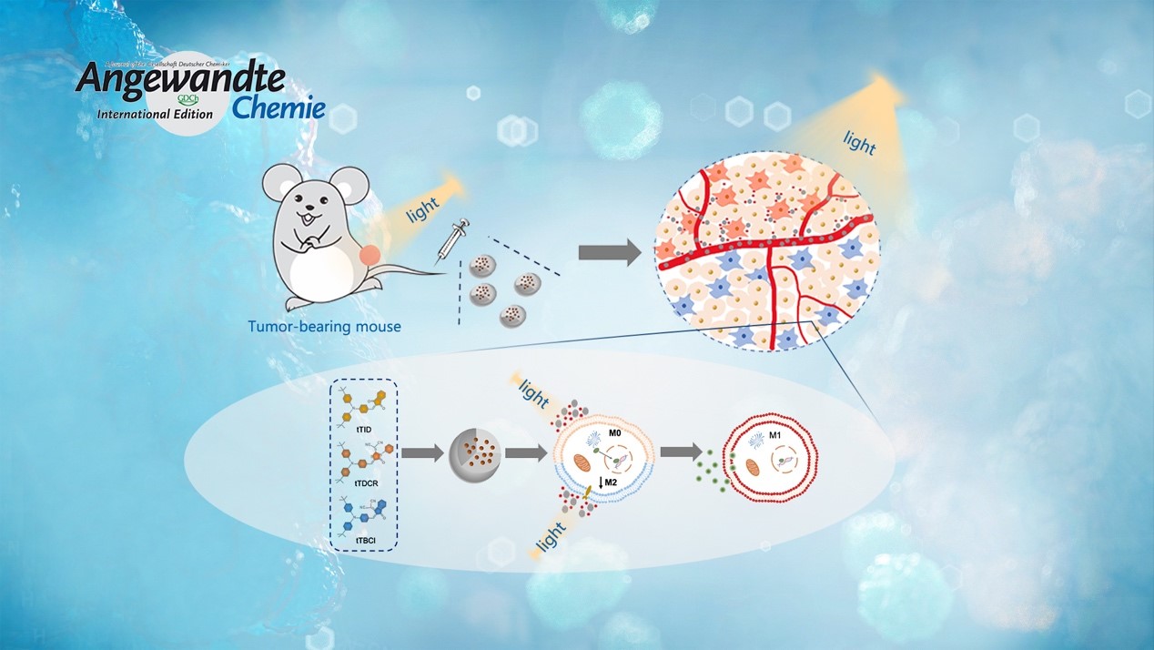 SUSTech Kai Li’s team makes progress in type-I photosensitizers with tumor-associated macrophages polarizing activity