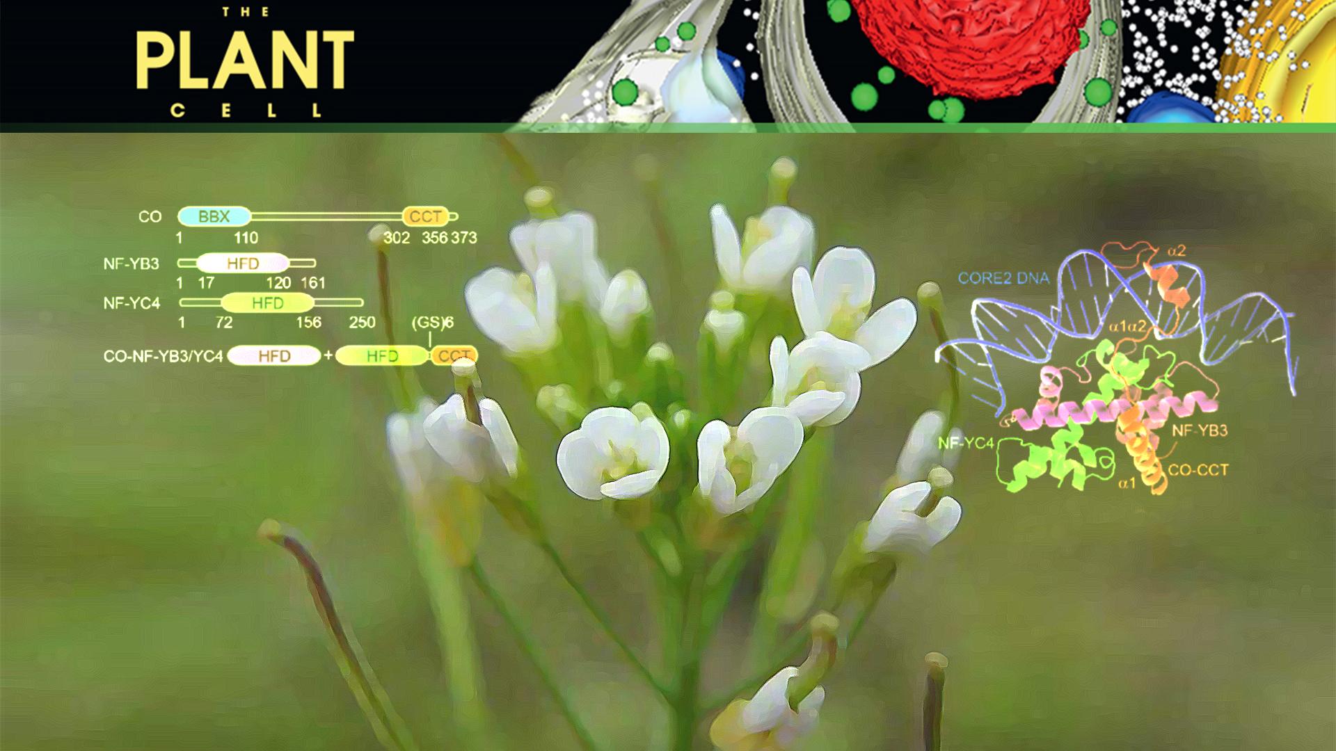 SUSTech Jiamu Du’s group reveals that CO forms homomultimeric assembly and occupies multiple elements within the FT promoter