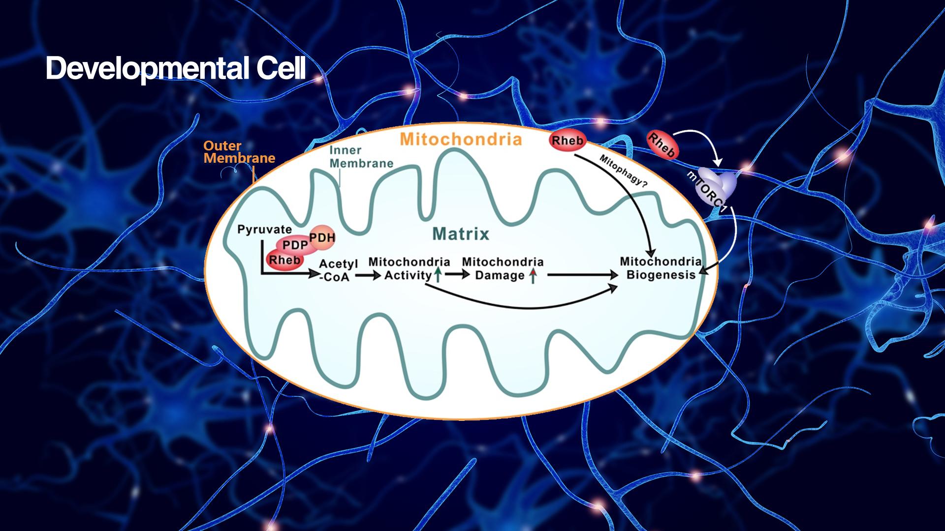 SUSTech Bo Xiao’s research team discovers novel regulation of mitochondrial metabolism with implications to neuroenergetics