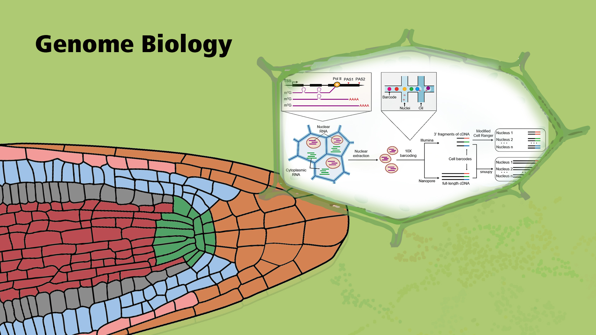 SUSTech Jixian Zhai’s group develops protoplasting-free full-length single-nucleus RNA profiling technology in plants