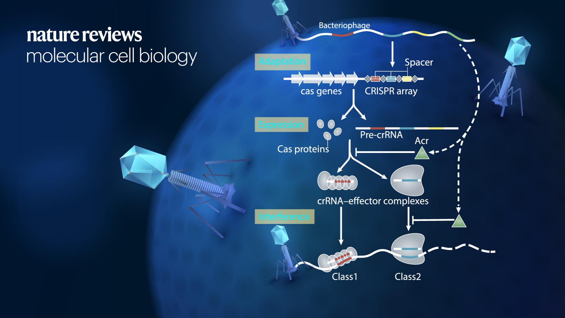 SUSTech’s Ning Jia et al. publish research review about mechanisms and biotechnology applications of anti-CRISPR proteins