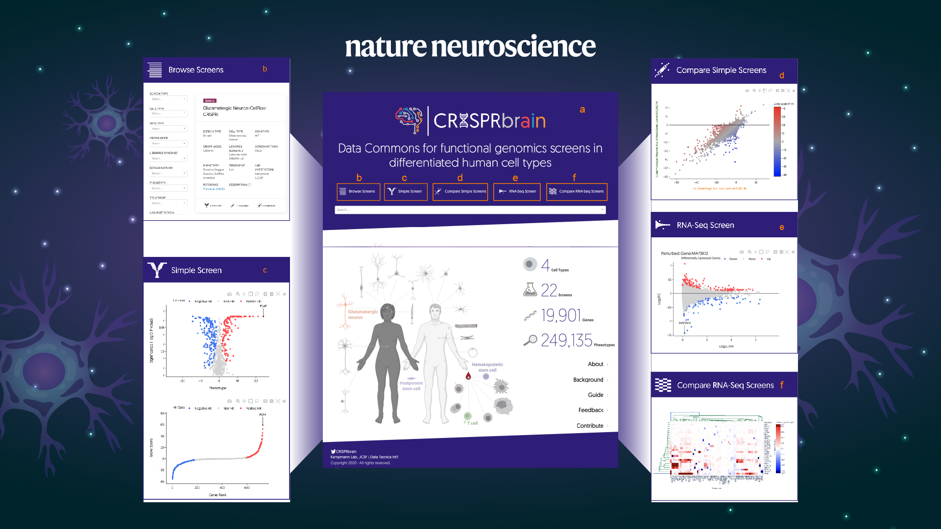 SUSTech’s Ruilin Tian publishes research that reveals new mechanism of neuronal ferroptosis through genome-wide CRISPR screens
