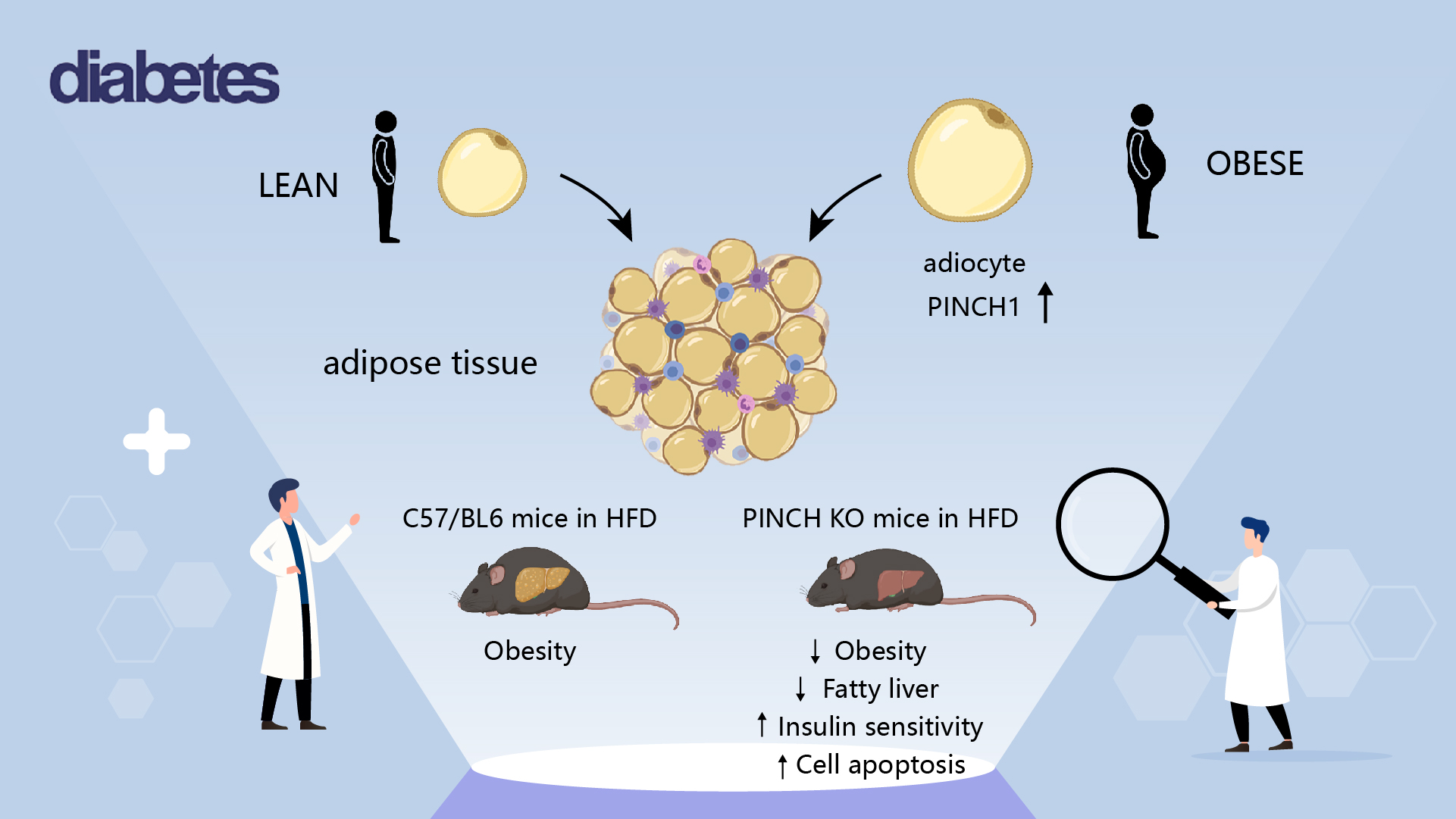 SUSTech Guozhi Xiao’s team publishes latest findings on mechanism of obesity and insulin resistance in diabetes