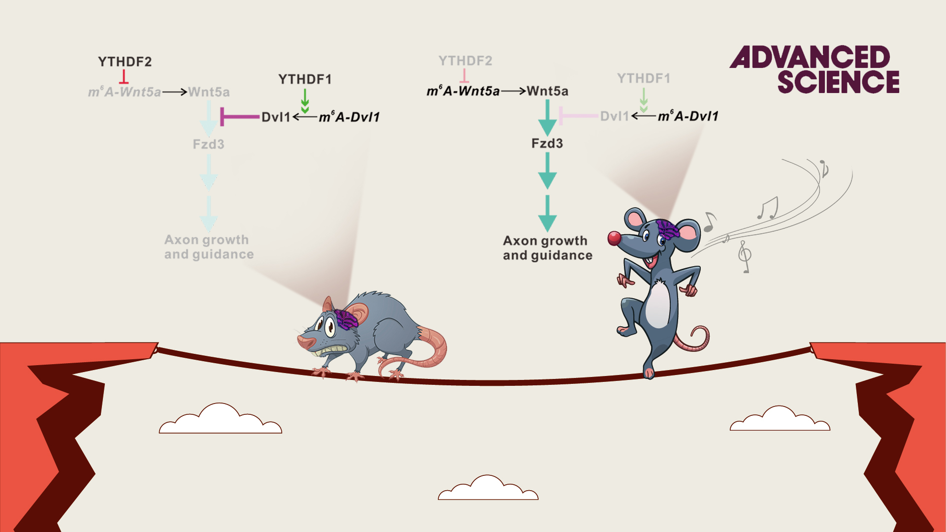 RNA modification regulates nervous system development and functions