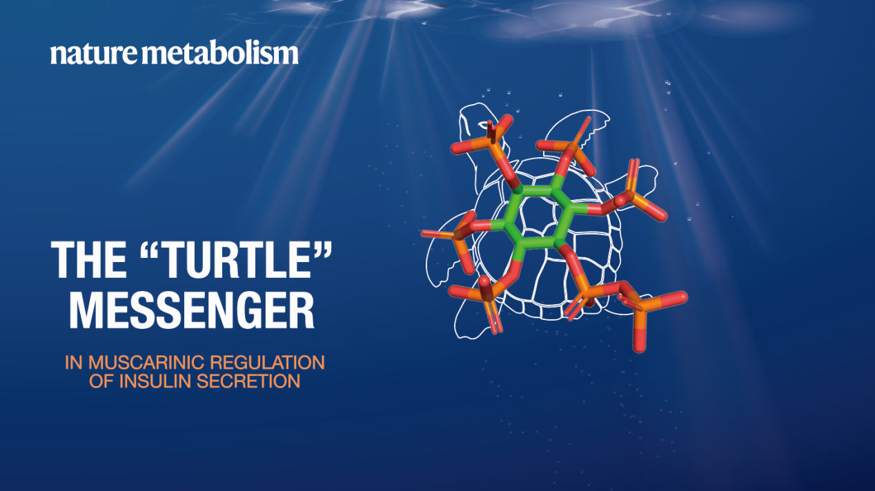 The “Turtle” messenger: A new way to understand neural regulation of insulin secretion